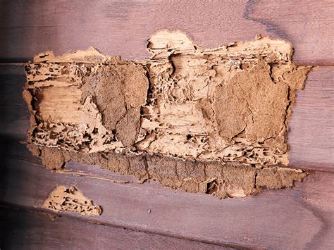 Identifying & Evaluating Termite Damage In New Jersey Homes