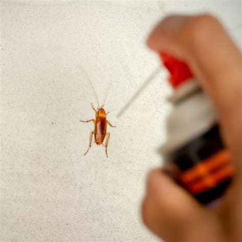 Effective Cockroach Killer Spray in Dubai | Alpha Arabian