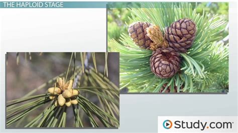 Gymnosperm | Life Cycle, Reproduction & Seeds - Lesson | Study.com