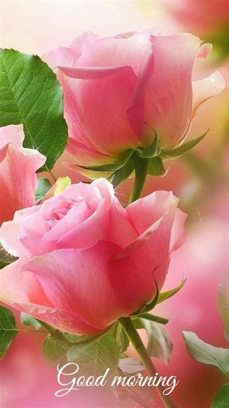 Pink Rose Good Morning | Flores bonitas, Mejores flores, Buenos dias ...