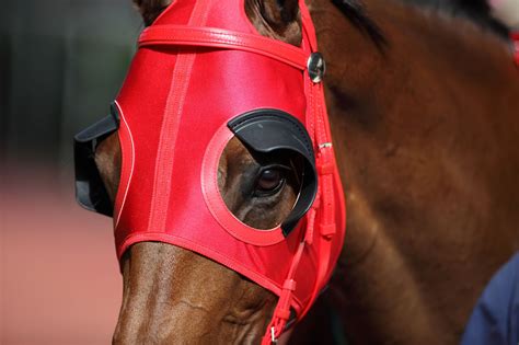 Focused or Flying Blind: Why Horses Wear Blinkers - Horse Rookie