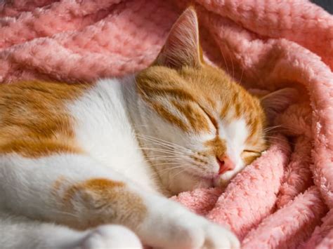 Cat is Sleeping Constantly: Should I Worry? | Clemmons Vets