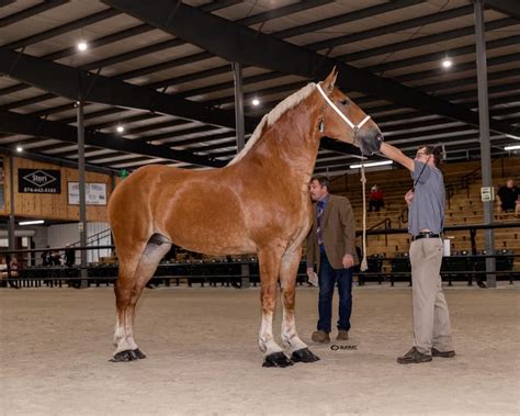 KBHB Radio - Belgian draft horse sells for $100,000 at auction, record ...