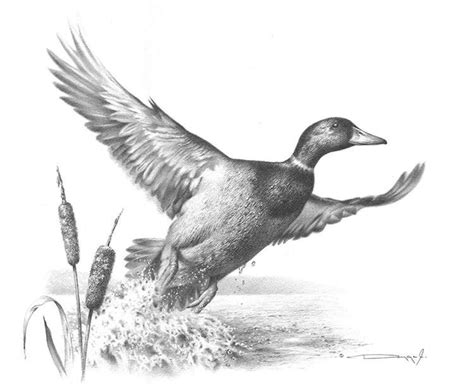 Waterfowl Drawings at PaintingValley.com | Explore collection of ...