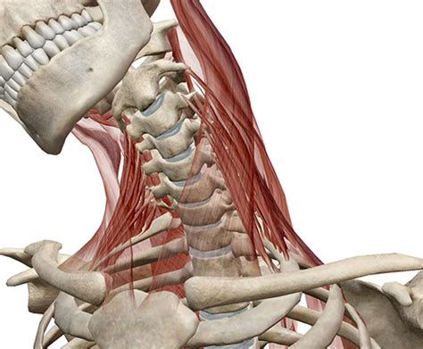 Learn Muscle Anatomy: Scalene Muscles