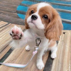 Cavalier King Charles Spaniel Dog Colors: A Complete List of All 10 ...