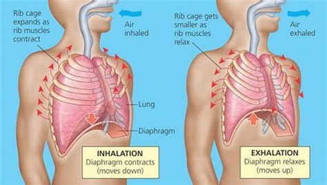 State the difference between inhalation and exhalation