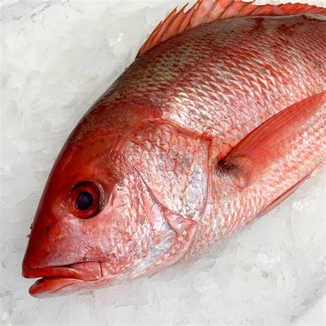 Whole Red Snapper 2 lb avg - Giuseppe's Market