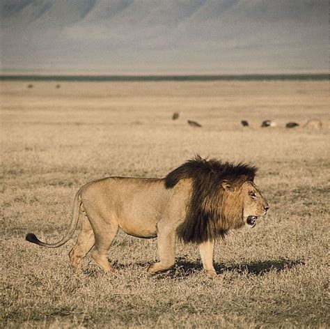 Lion | Characteristics, Habitat, & Facts | Britannica