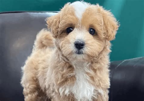 Maltipoo Puppies for Sale Near Me | Central Park Puppies