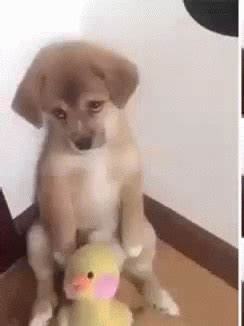 Sad Puppy GIFs - Get the best GIF on GIPHY