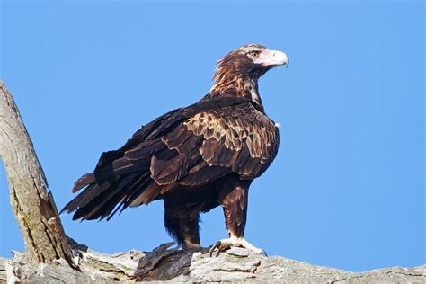 L’aquila cuneata è così territoriale che, per difendere il nido ...