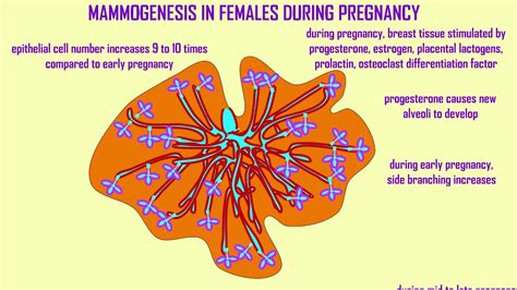 mammogenesis during pregnancy - YouTube