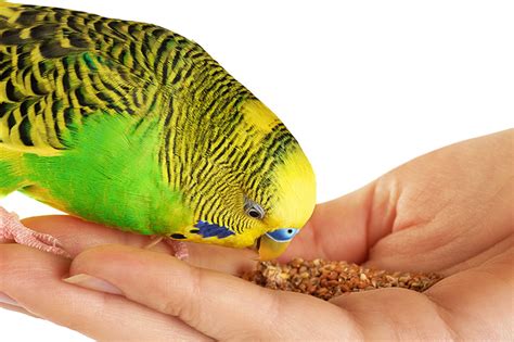 Budgie Food List | Budgie Food | Budgies | Guide | Omlet UK