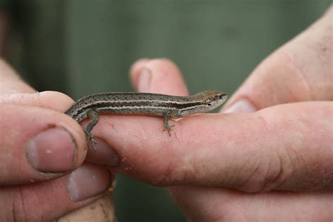 Garden Skink Southern - ClimateWatch Australia- Citizen Science App