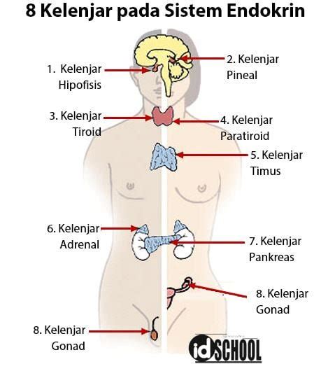 Kelenjar dalam Sistem Endokrin pada Manusia – idschool.net