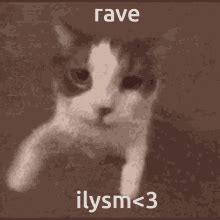 Rave Cat GIFs | Tenor