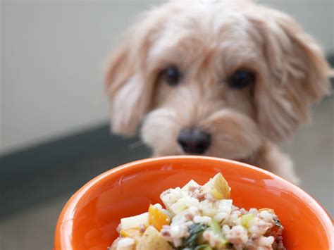 Recover and Reset with Bland Diets for Dogs - Ollie Blog