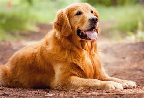 Golden Dog Breeds