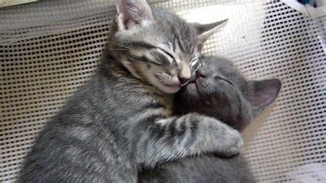 Kittens hugging each other! (With images) | Cat hug, Kittens cutest ...