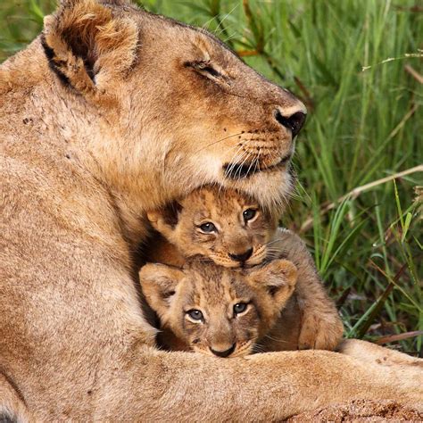 Lion Cubs With Father And Mother