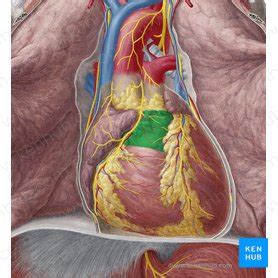 Conus arteriosus: Anatomy and function | Kenhub