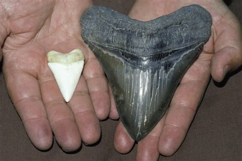 Giant Prehistoric Megalodon Tooth Found By 7-Year-Old In Myrtle Beach ...