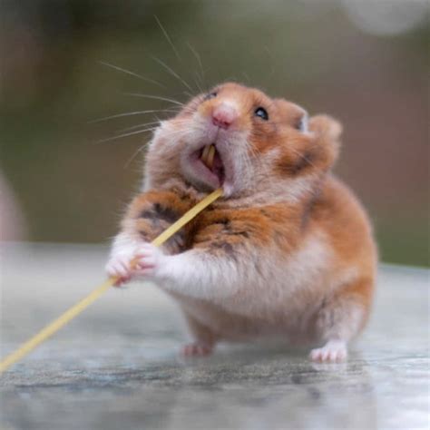 Download Ninja Funny Hamster Pictures | Wallpapers.com