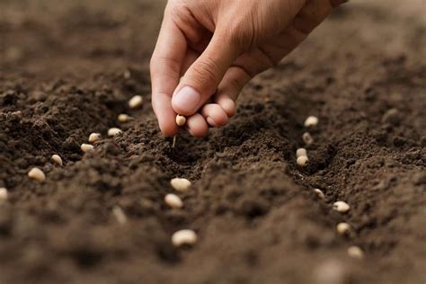 The ABC of Sowing Seeds for Successful Seed Growth