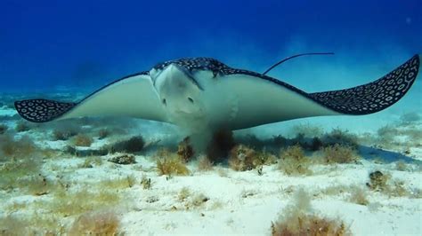 Spotted Eagle Ray Facts That Will Blow Your Mind