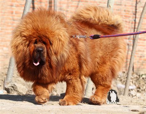 Tibetan Mastiff Dog: A Rare and Protective Breed – Petsmont