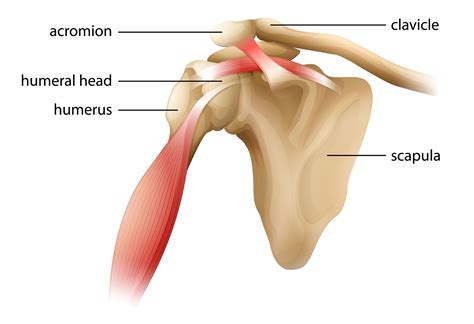 Shoulder Tendon Anatomy Shoulder Pain Causes Treatment And When To ...