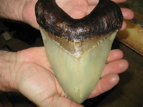 Giant fossil Megalodon shark tooth | Backside of a fossil sh… | Flickr