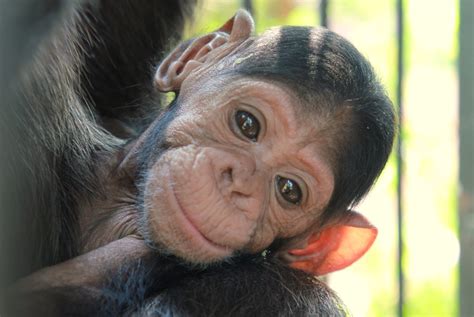 NGAMBA ISLAND GETS A NEW BABY - Chimpanzee TrustChimpanzee Trust