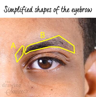 How to Draw Eyebrows: Step by Step Realistic Drawing Tutorial” />