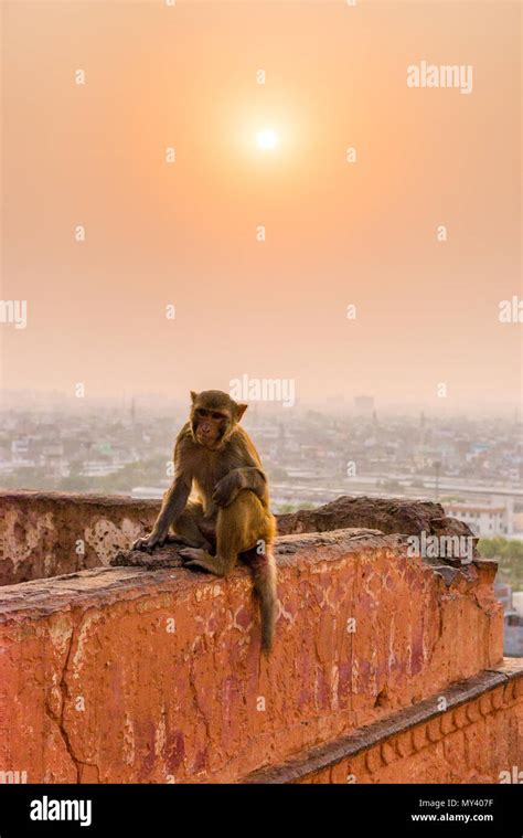 macaque monkey at Galta Ji Temple in Jaipur at sunset Stock Photo - Alamy