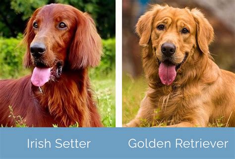 Irish Setter vs Golden Retriever: How Are They Different? | Hepper