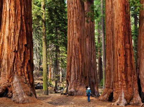 Giant Sequoia World's Largest Trees 25 Seeds - Etsy Australia