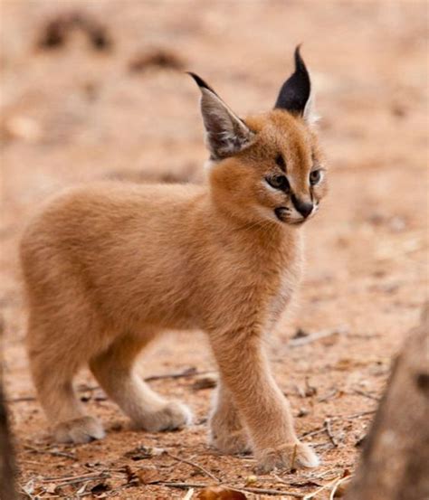 15 Interesting Facts About Caracals - PetPress