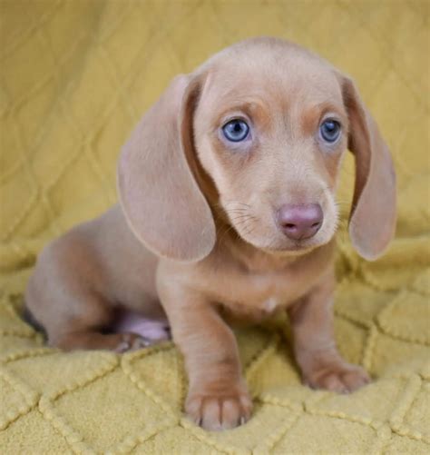 What Is An Isabella Dachshund? (COMPLETE Guide To Breed)