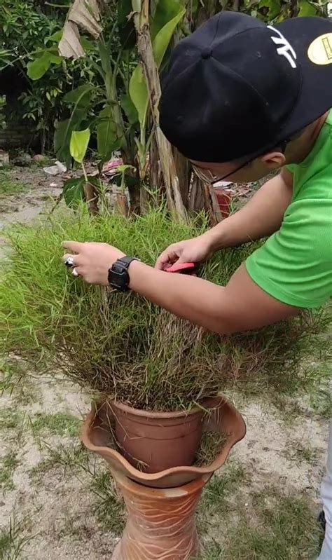 Pokok Buluh Perindu Asli 🌾 | POKOK BULUH PERINDU ASLI 🌾 Pokok ini saya ...