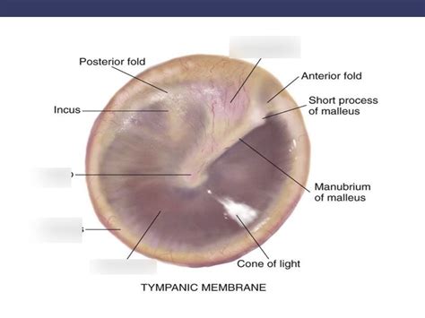 Tympanic Membrane Diagram | Quizlet