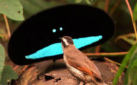 The Blue Bird-of-paradise - Histology Project