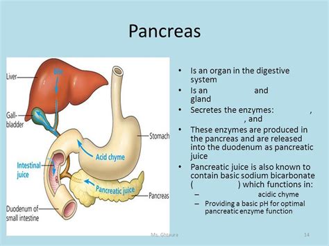 Image result for pancreas digestive functions | Digestive function ...