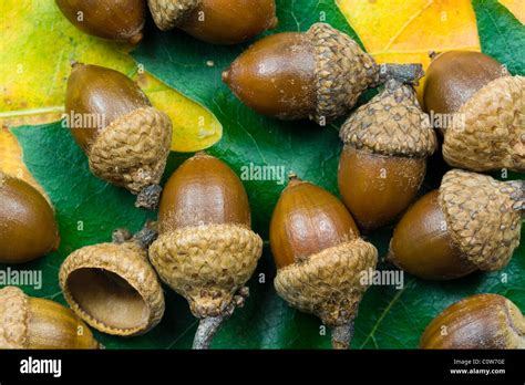 Oak Tree Seed Pods