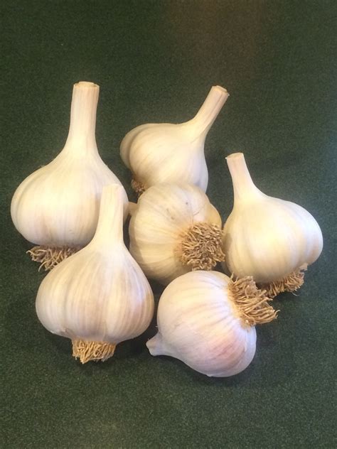 Natures Garlic Farm