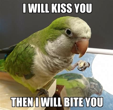 Quaker Meme | Funny parrots, Parrot pet, Funny birds