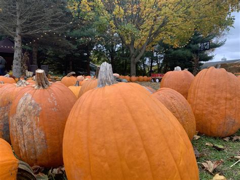 Pumpkin Guts - Todd Ruth