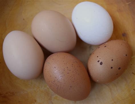 Cuckoo Maran Eggs