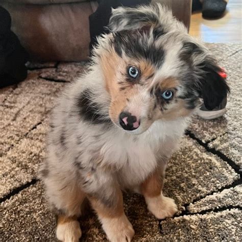 Mini Australian Shepherd Mix Dog Breed - The Cutest Mini Australian ...